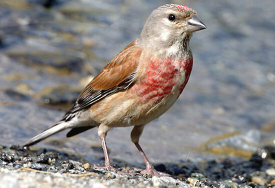 Burung linnet atau common linnet (Carduelis canabina)