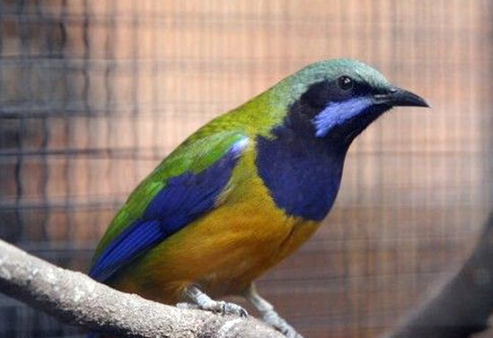 Burung cucak cungkok alias cucak cungko