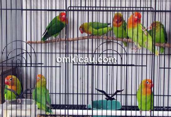 Lovebird siap jual dimasukkan dalam kandang koloni.