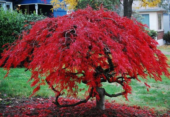 pohon maple