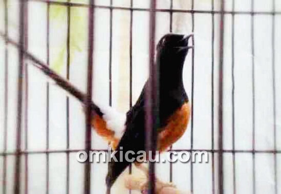 Murai batu Kiamat