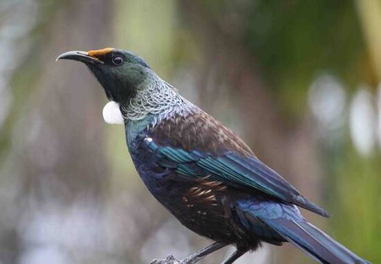 Burung cerdas yang bisa dilatih bicara dengan sangat fasih