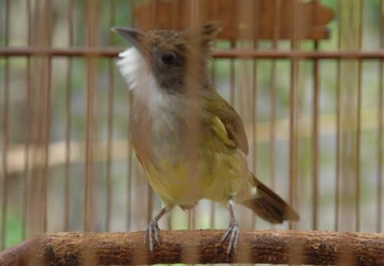 Pakan yang tepat menjadikan burung cepat gacor