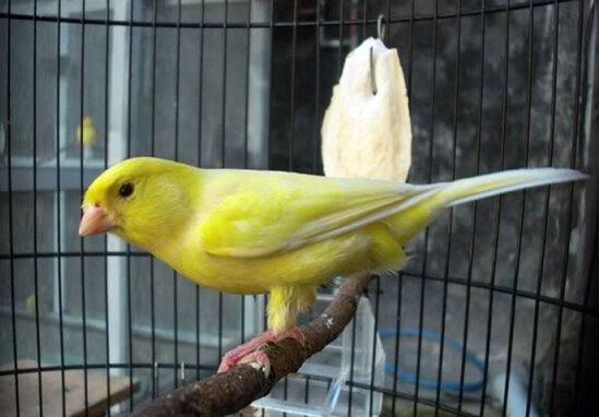 Burung kenari