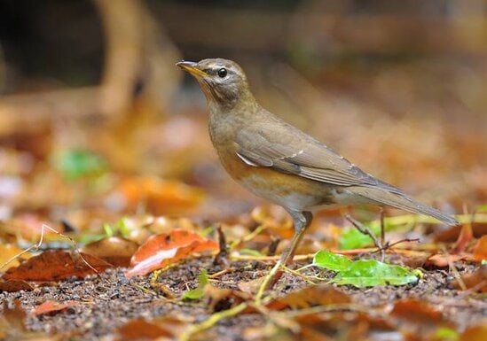 Eye-browed Thrush (Turdus obscurus)