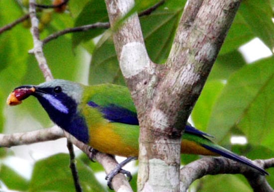 Cucak cungkok ras lazulina (Chloropsis hardwickii lazulina)