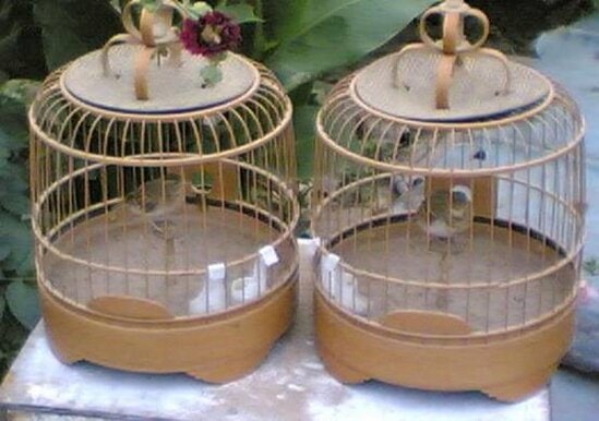 Sangkar kecil untuk melatih burung trotolan