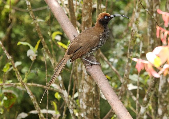 Burung paruh-sabit cokelat betina, ekornya lebih pendek.