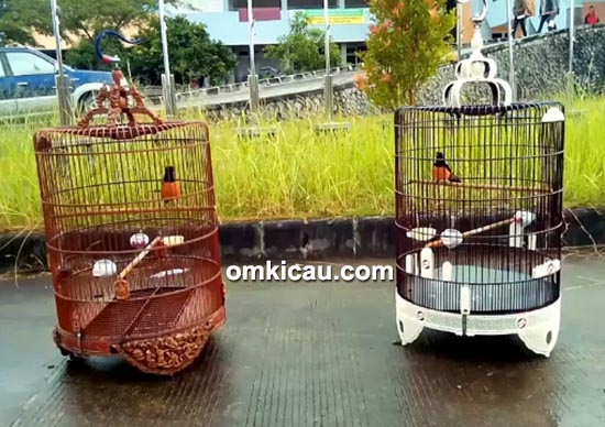 Murai borneo Kenzo dan Meteor
