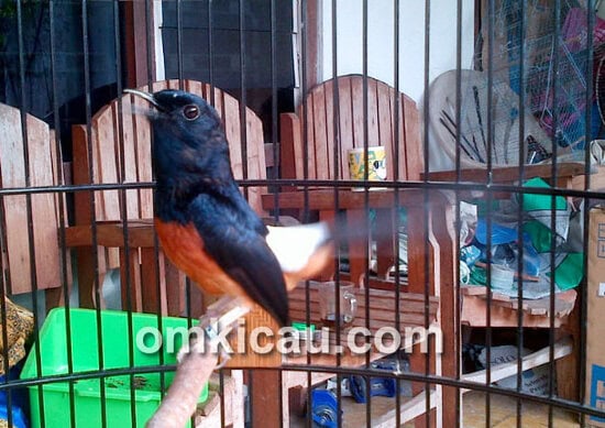 Murai batu Lodra Jr