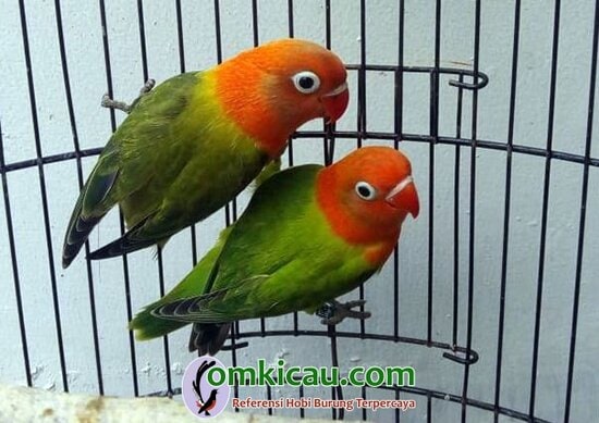 breeding lovebird