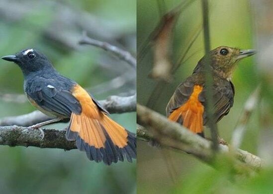 Burung cempala kuning jantan ( kanan ) dan betina ( kiri )
