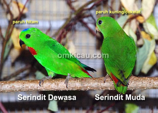 Perbedaan serindit jantan dewasa dan serindit muda.
