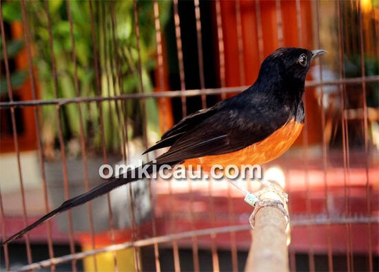 Murai batu ring Gelombang Cinta