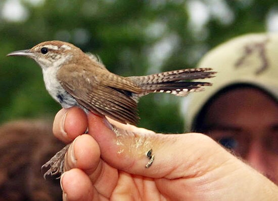 Burung bewick's wren Burung bewick's wren