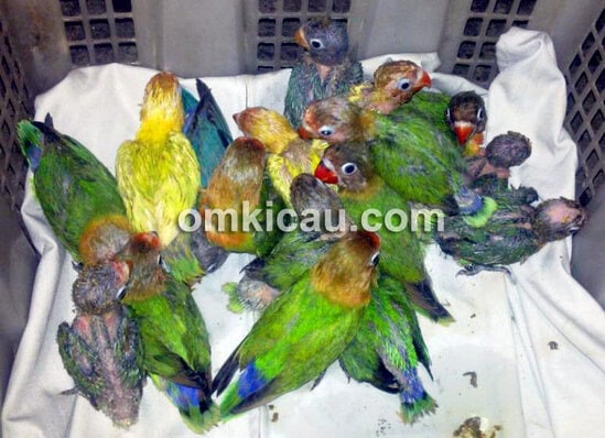 Lovebird muda usai dimandikan.
