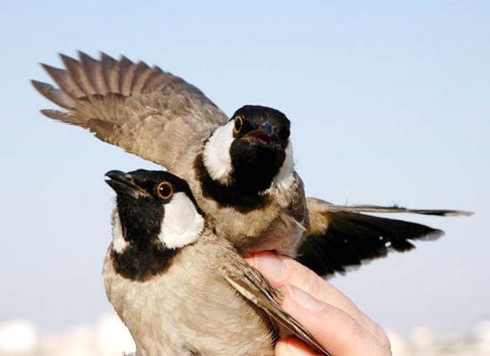 Burung kutilang irak