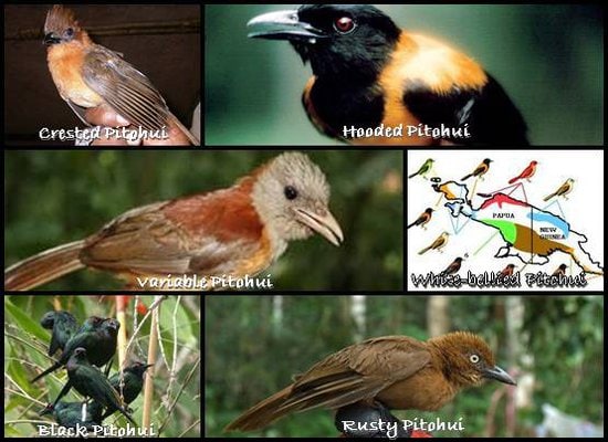 6 spesies Pitohui