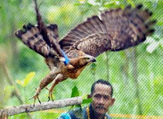 Dua tahun menjalani masa rehabilitasi dan aklimatisasi di Dusun Turgo, lereng Merapi.