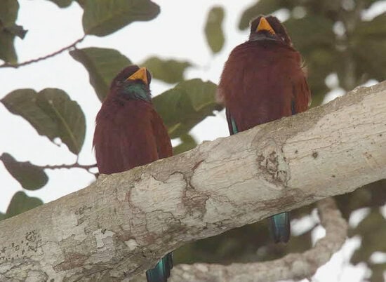 Blue-throated roller