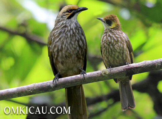 CUCAK RAWA ( KIRI ) - CUCAK MUTIARA ( KANAN )