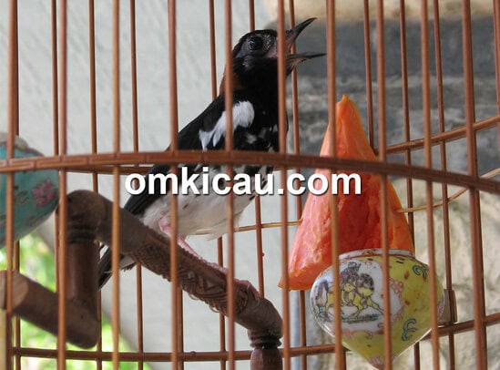Salah satu anakan hasil breeding Hery BF Anyer.