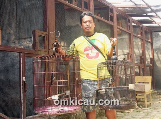 Breeding murai batu H Suwadi Klaten