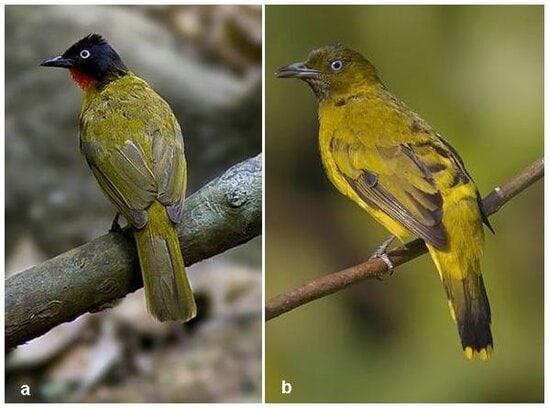 Kutilang mas (a) dan kutilang sutra (b)