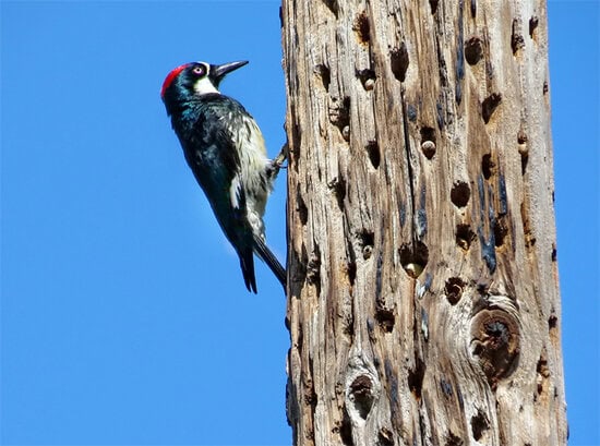 Burung pelatuk acorn