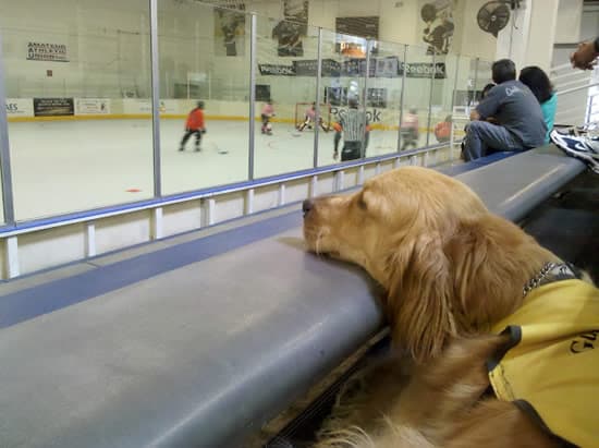 Apache watching hockey Apache watching hockey
