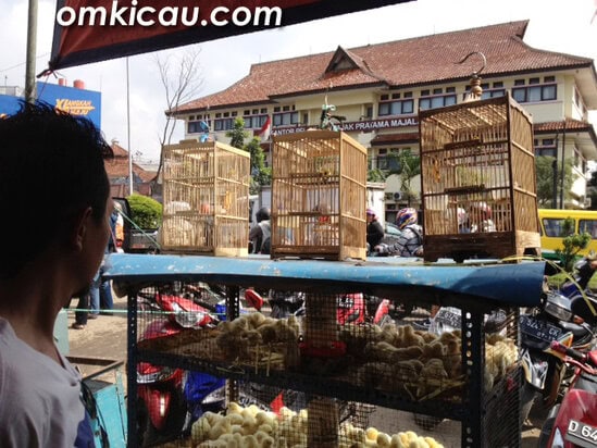 Pleci dalam kandang ombyokan