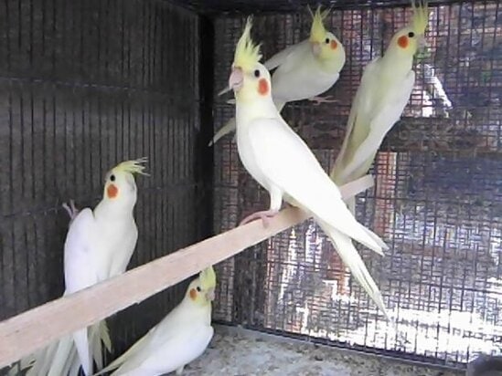 BURUNG JANTAN AKAN BERKICAU DENGAN KERAS DISELINGI DENGAN TARIAN