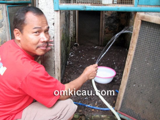 Untuk menjaga kelembaban, lantai kandang sesekali disemprot air.