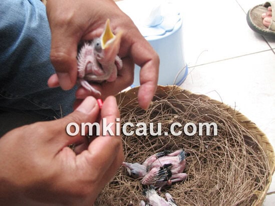 Pemasangan ring ke kaki anakan jalak bali umur 1 bulan.