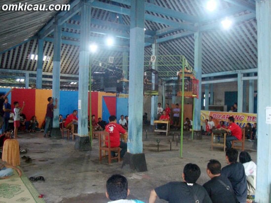 Hujan tidak menjadi halangan bagi burung dan pemiliknya.
