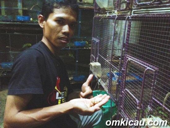 Om Muda Gunawan Melihat piyik yang baru menetas setelah dierami babu non-klep.