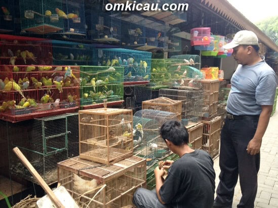 Pengunjung sedang memantau kenari dan parkit.