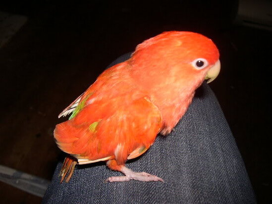 RED SUFFUSION LOVEBIRD