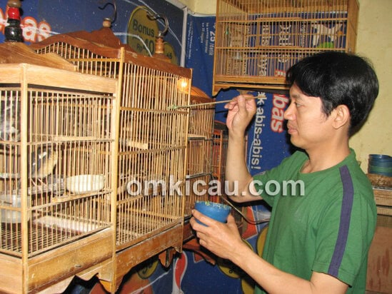 Om Iwan sedang menyuapi anakan anis kembang.