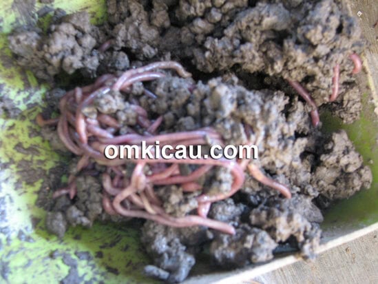 Selain jangkrik dan kroto, cacing juga perlu diberikan untuk pasangan induk AK.
