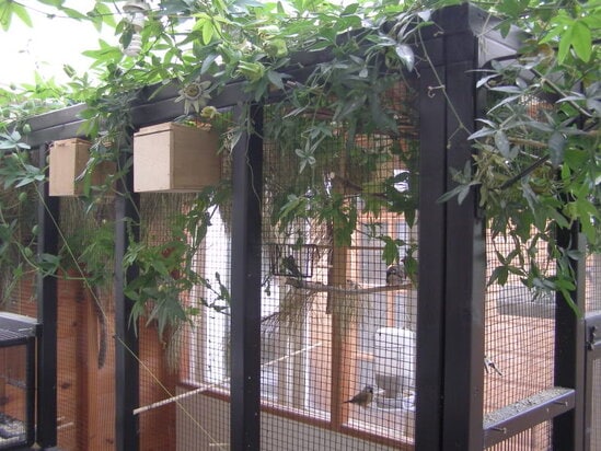 Bisa menggunakan kandang aviary ataupun koloni