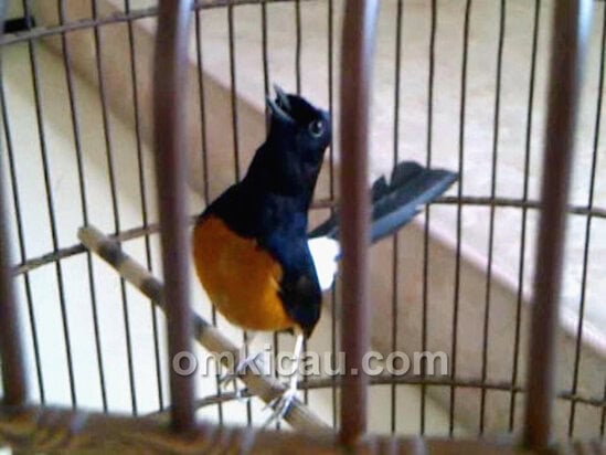 Super Bejo: Nagen di tangkringan, kerja maksimal sejak awal hingga akhir lomba.