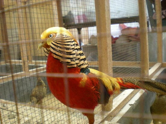 Pegar emas atau golden pheasant