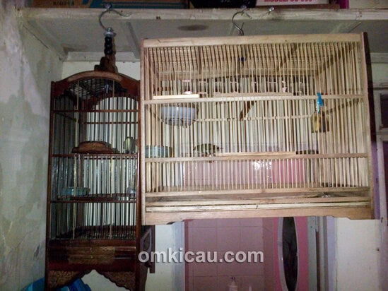 Sangkar penjodohan pleci