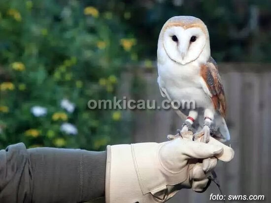 Burung hantu Darcy