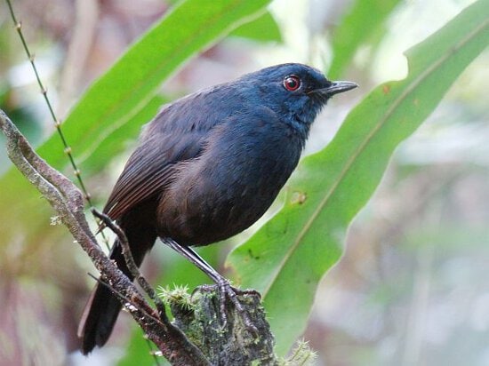 Cingcoang sulawesi / Great shortwing (Heinrichia calligyna)