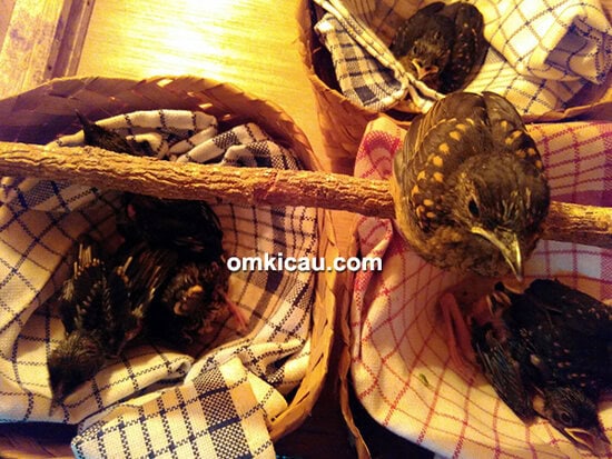 Breeding murai batu EP BF Anyer