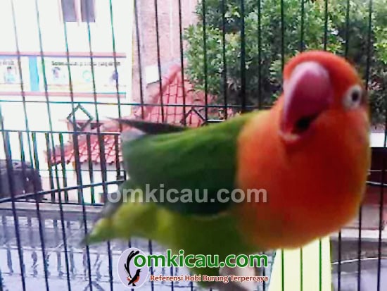 mengatasi lovebird over birahi