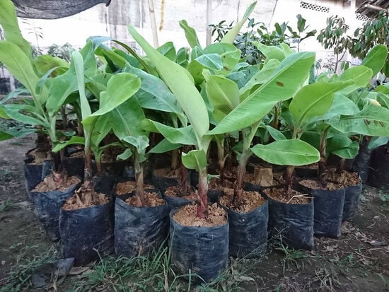 bibit pisang