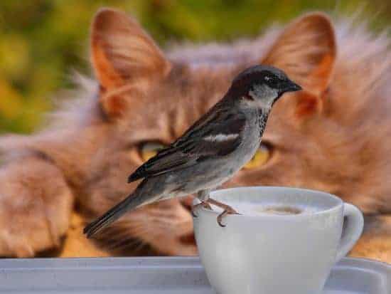 Cats Annihilate Songbirds A picture of a bird on a coffee mug with a cat in the background looking at the bird.